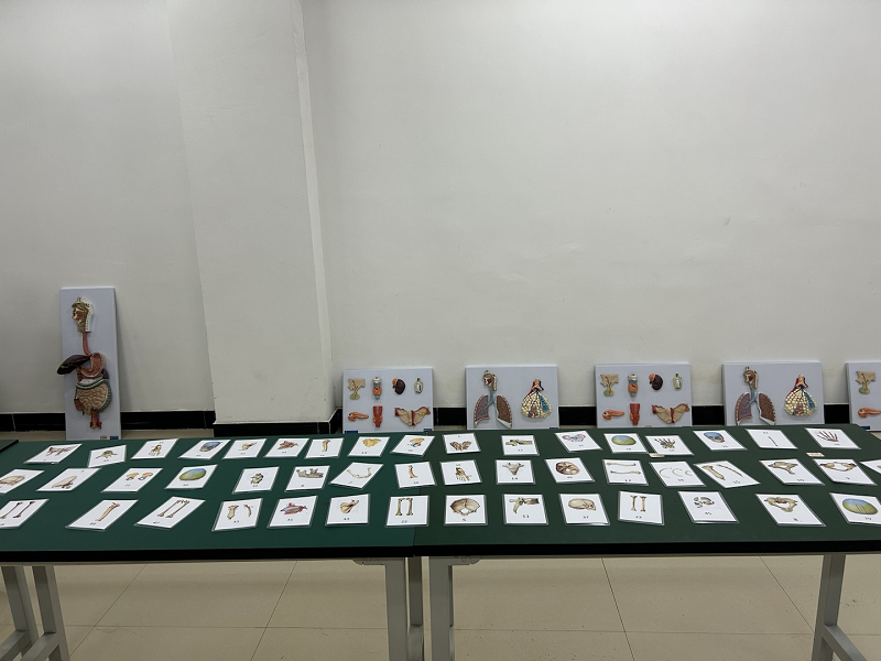 骨学之魅力·人体之桥梁——护理药学院成功举办beat365官方网站第一届人体骨骼辨识大赛开幕式暨初赛(图7)